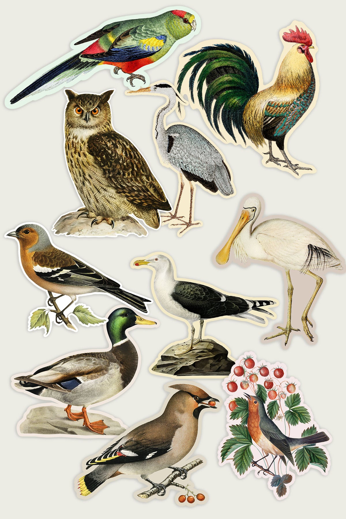 Set of vintage illustrated bird stickers