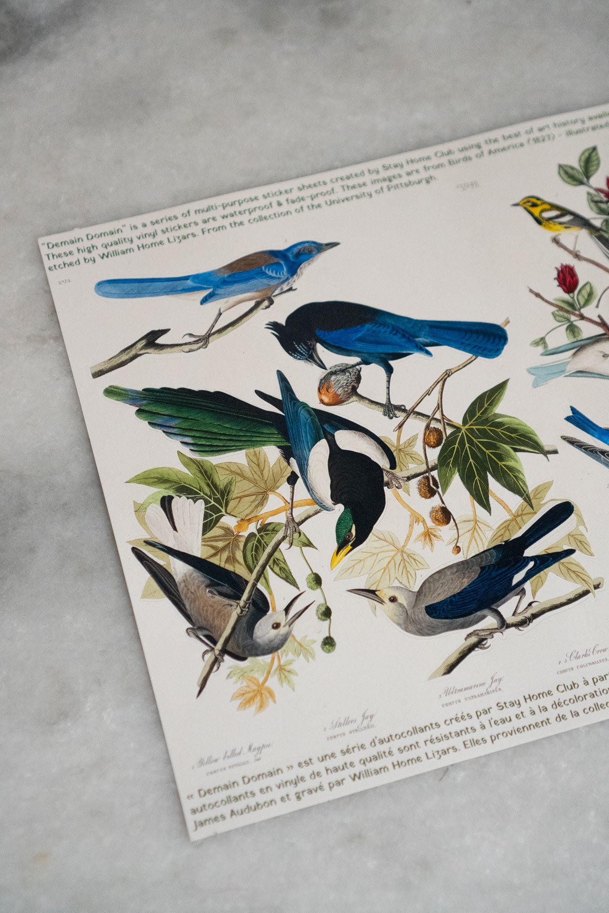 Birds of America - Mega Sticker Sheet