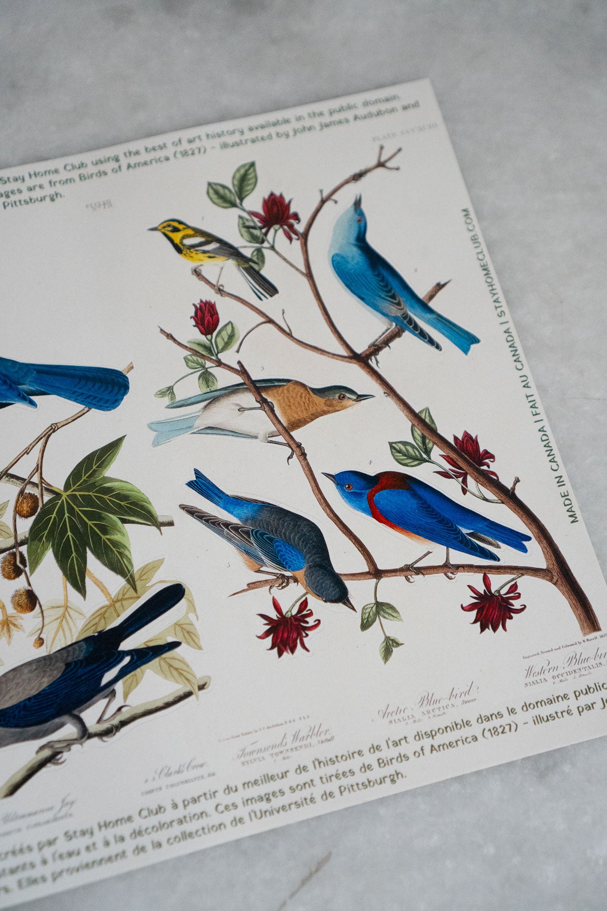 Birds of America - Mega Sticker Sheet