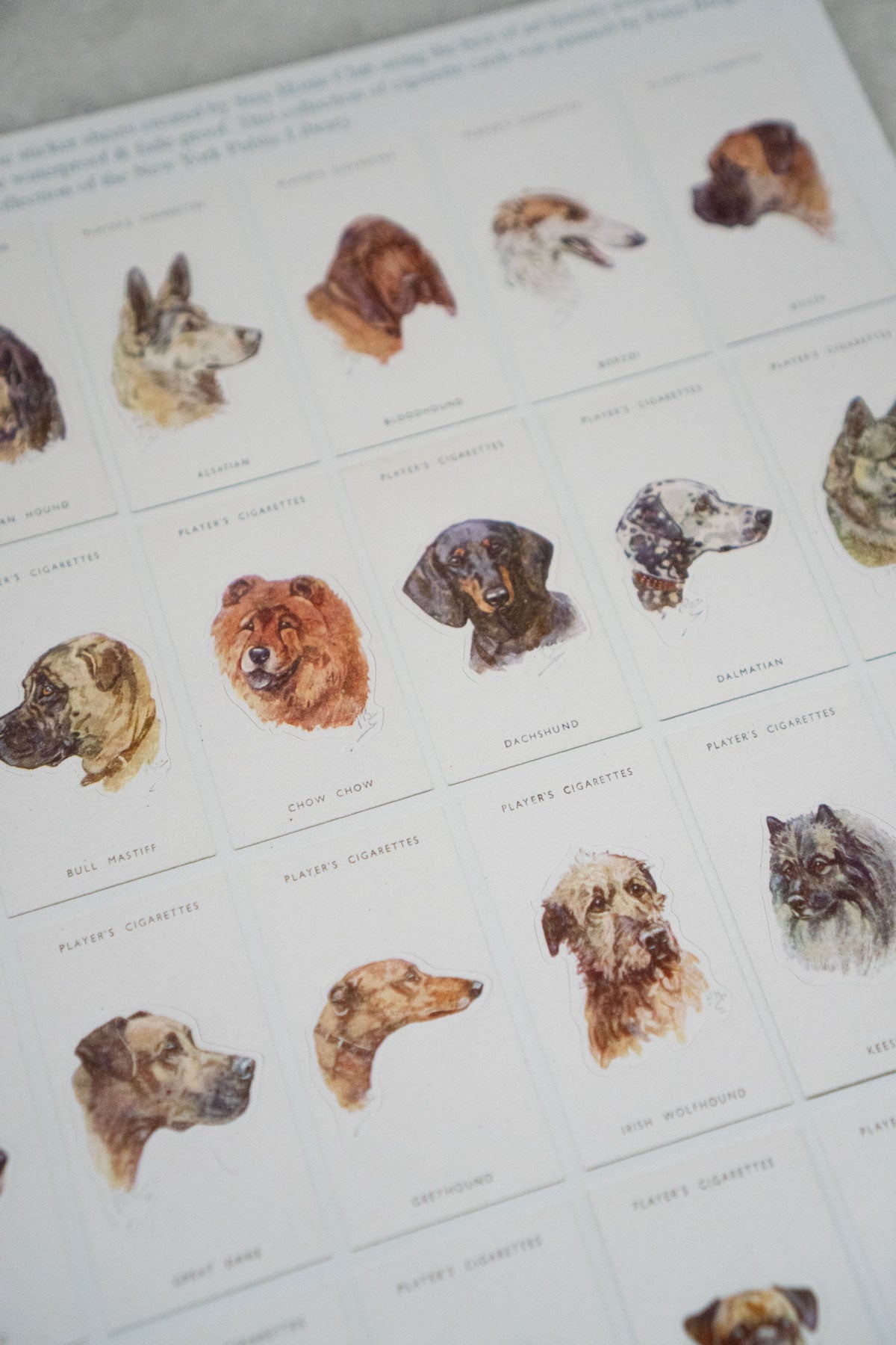 Dogs' Heads / Part 1 - Mega Sticker Sheet