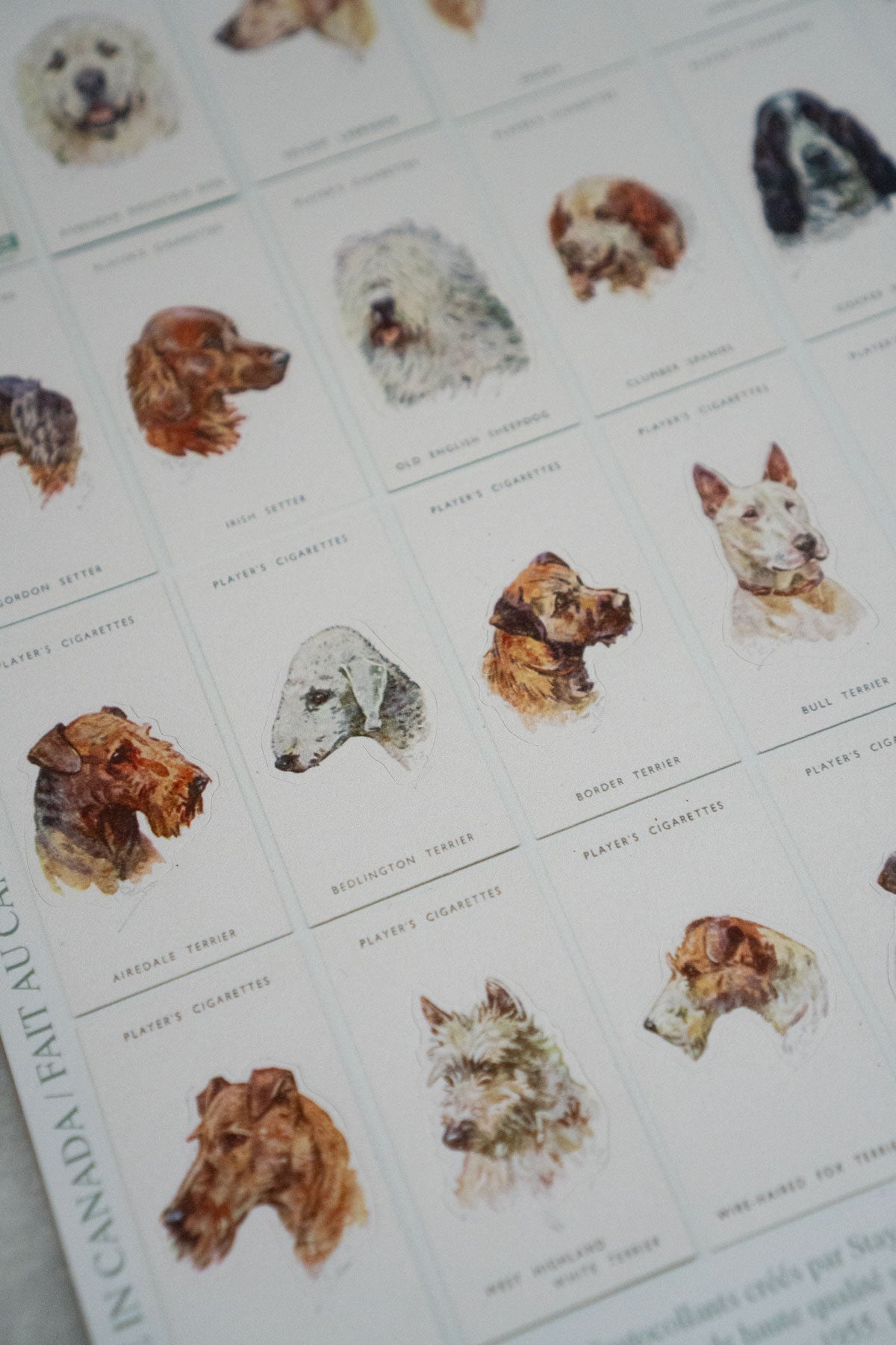 Dogs' Heads / Part 2 - Mega Sticker Sheet