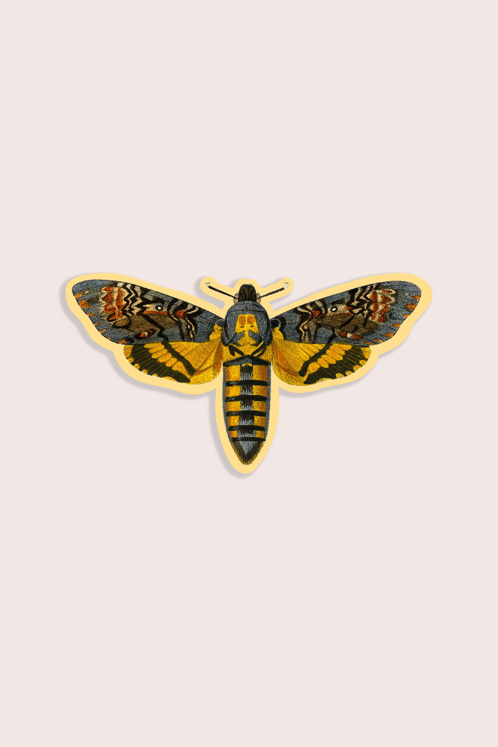 Nature animal sticker featuring death's head hawkmoth insect