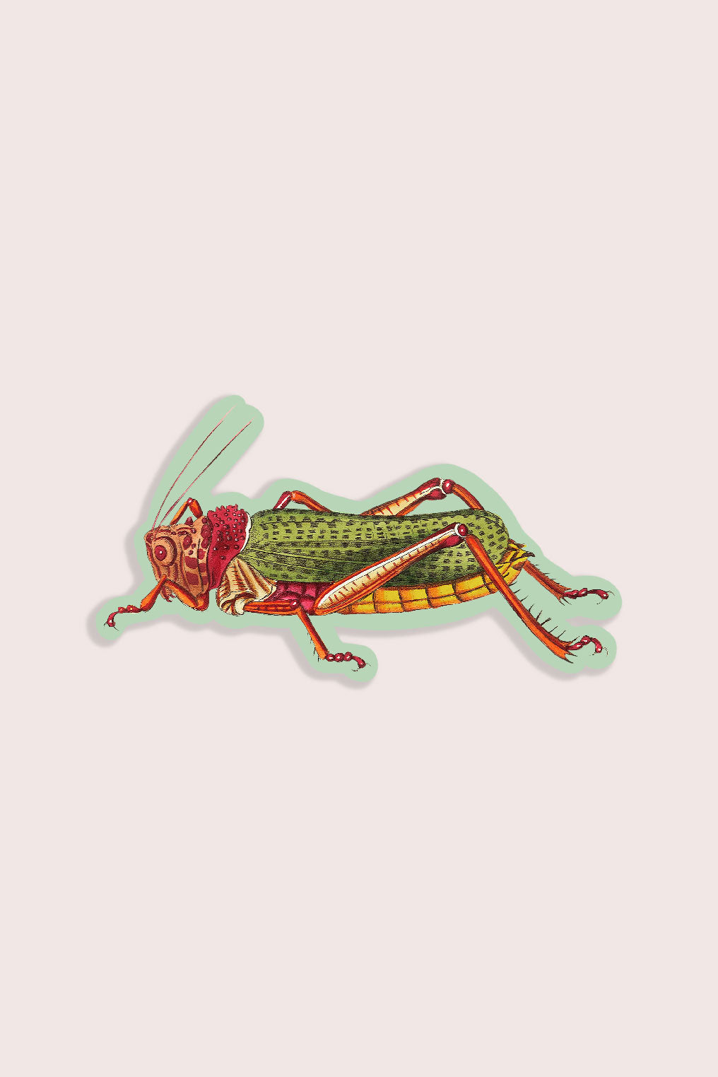 Nature animal sticker featuring a locust insect