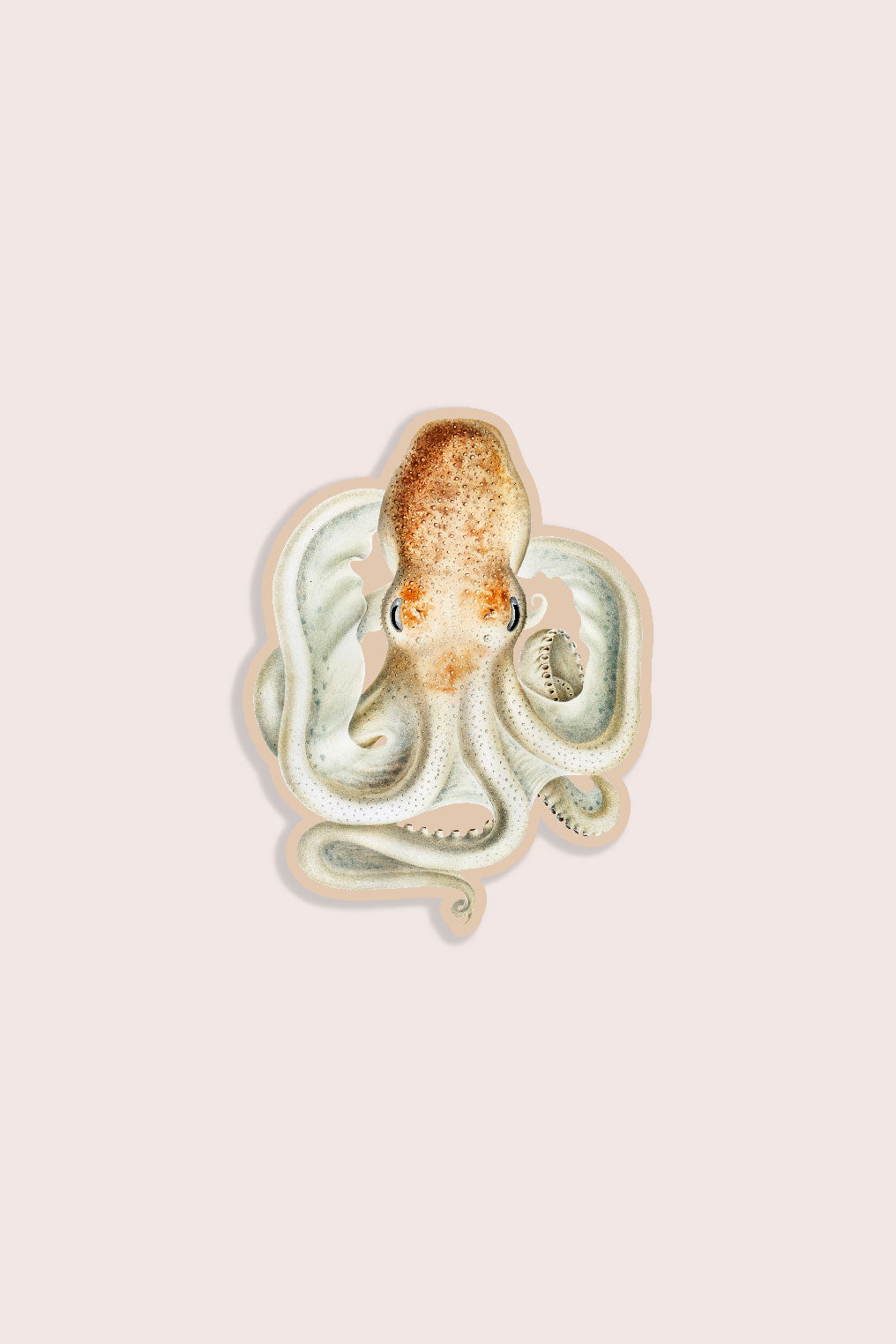 Vintage illustration sticker of an octopus